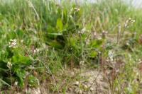 Arabidopsis thaliana