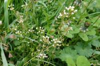 Capsella bursa-pastoris