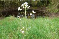 Cardamine pratensis