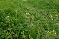 Cerastium glomeratum