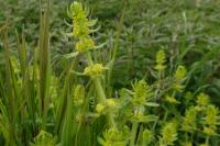 Cruciata laevipes