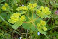 Euphorbia helioscopia