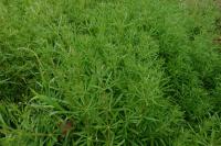 Galium aparine