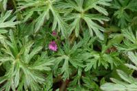 Geranium dissectum