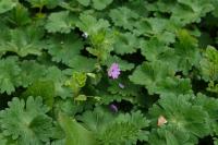 Geranium molle