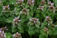 Lamium purpureum