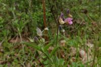 Lathyrus linifolius