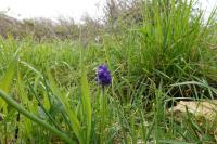 Muscari neglectum