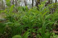 Polygonatum multiflorum