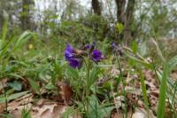 Pulmonaria longifolia
