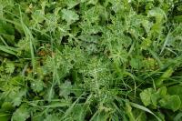 Silybum marianum