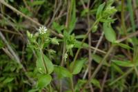 Stellaria media