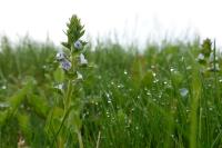Veronica serpyllifolia