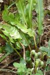 Asplenium scolopendrium