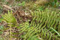 Polystichum setiferum