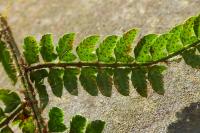 Polystichum setiferum