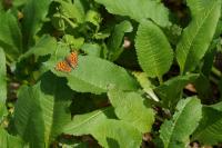 Bistorta officinalis