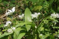 Allium ursinum