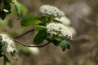 Viburnum lantana
