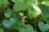 Ficaria verna