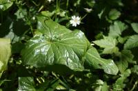 Arum maculatum