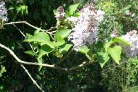 Syringa vulgaris