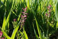 Fumaria officinalis