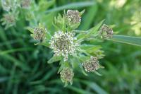 Lepidium campestre