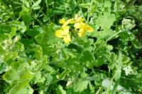 Chelidonium majus
