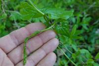 Dioscorea communis
