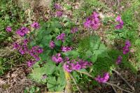 Lunaria annua