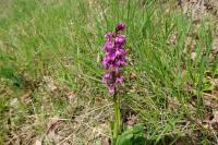 Orchis mascula