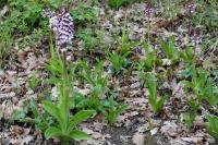 Orchis purpurea