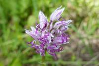 Orchis simia