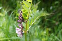 Vicia sepium