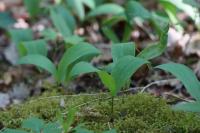 Convallaria majalis