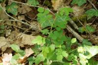 Rosa arvensis