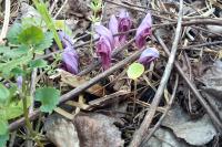 Lathraea clandestina