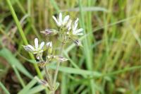 Cerastium glomeratum