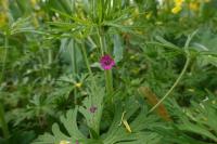 Geranium dissectum