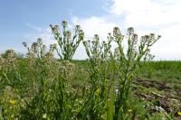 Lepidium campestre
