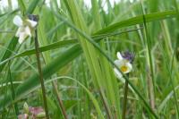 Viola arvensis