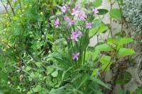 Hesperis matronalis