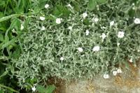 Cerastium tomentosum