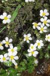 Ranunculus peltatus