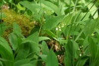 Convallaria majalis