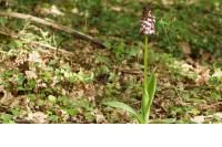 Orchis purpurea