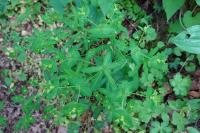 Euphorbia dulcis