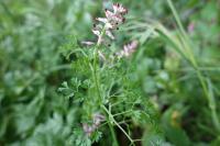 Fumaria officinalis