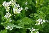Scandix pecten-veneris